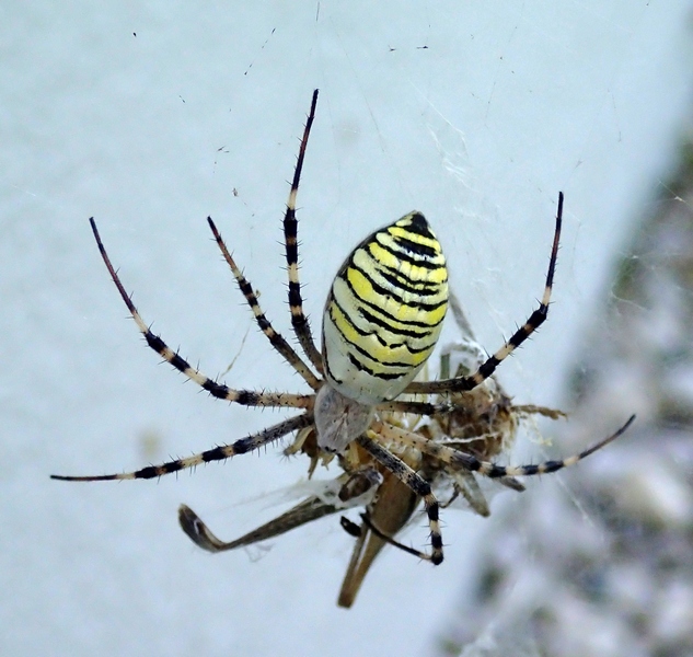 Argiope bruennichi (Scopoli, 1772)